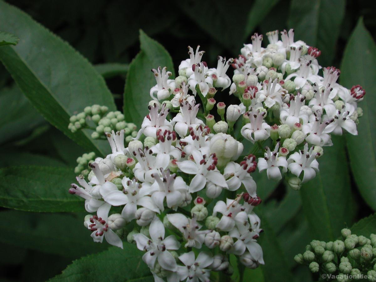 My photo of flowers in WV