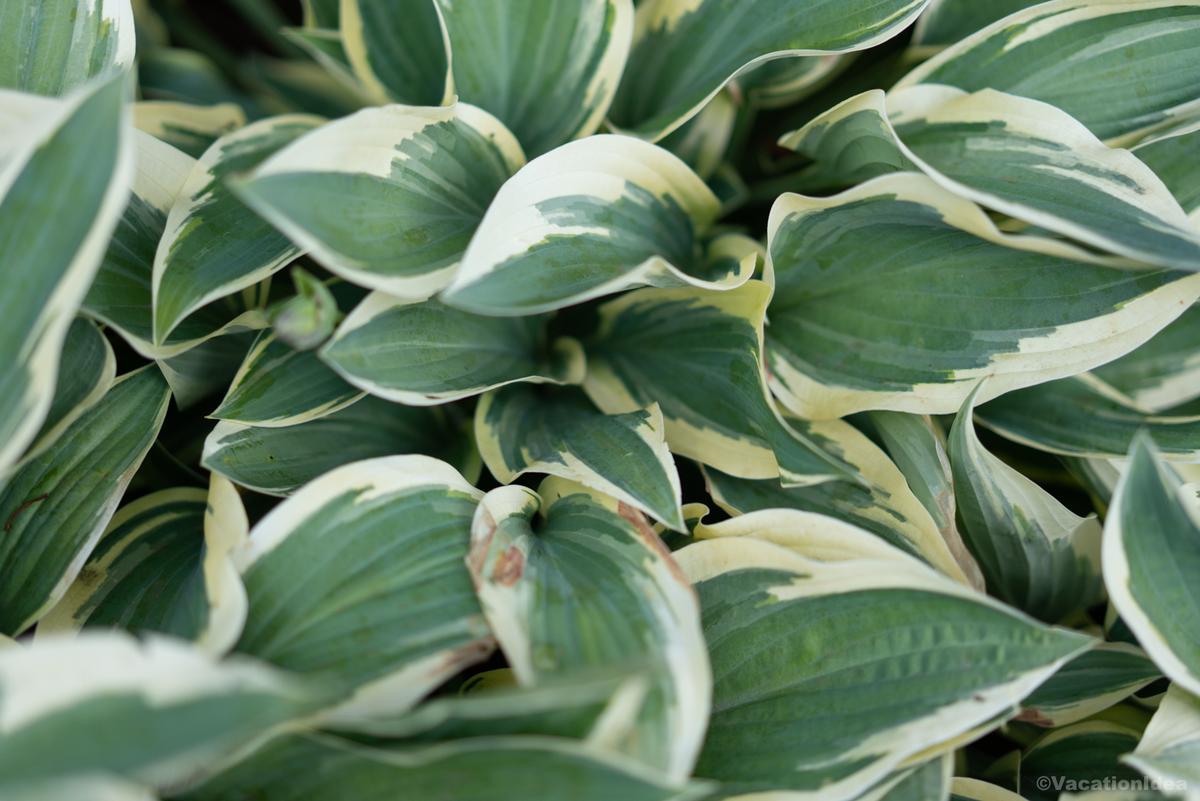 My photo of local Plants