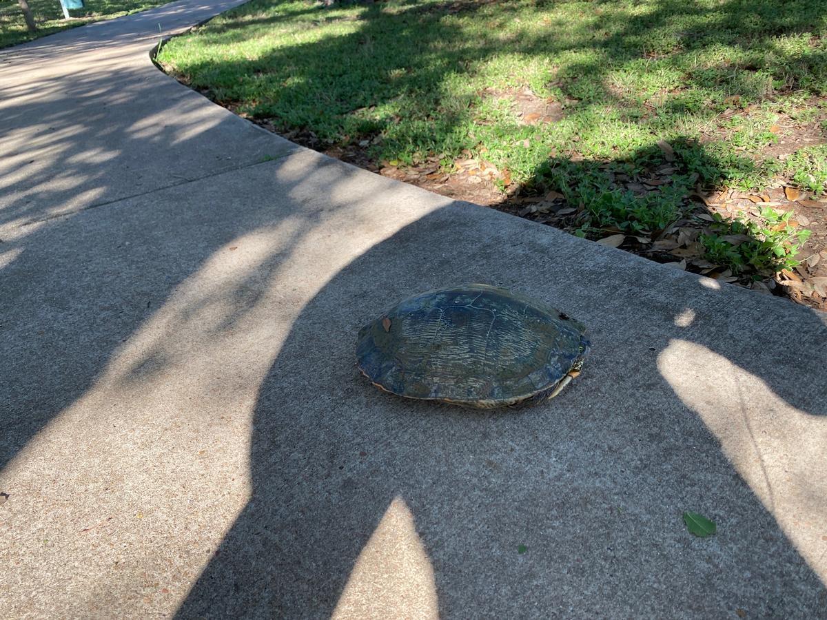 I saw this large turtle lost heading the wrong way so I helped it back to the water.