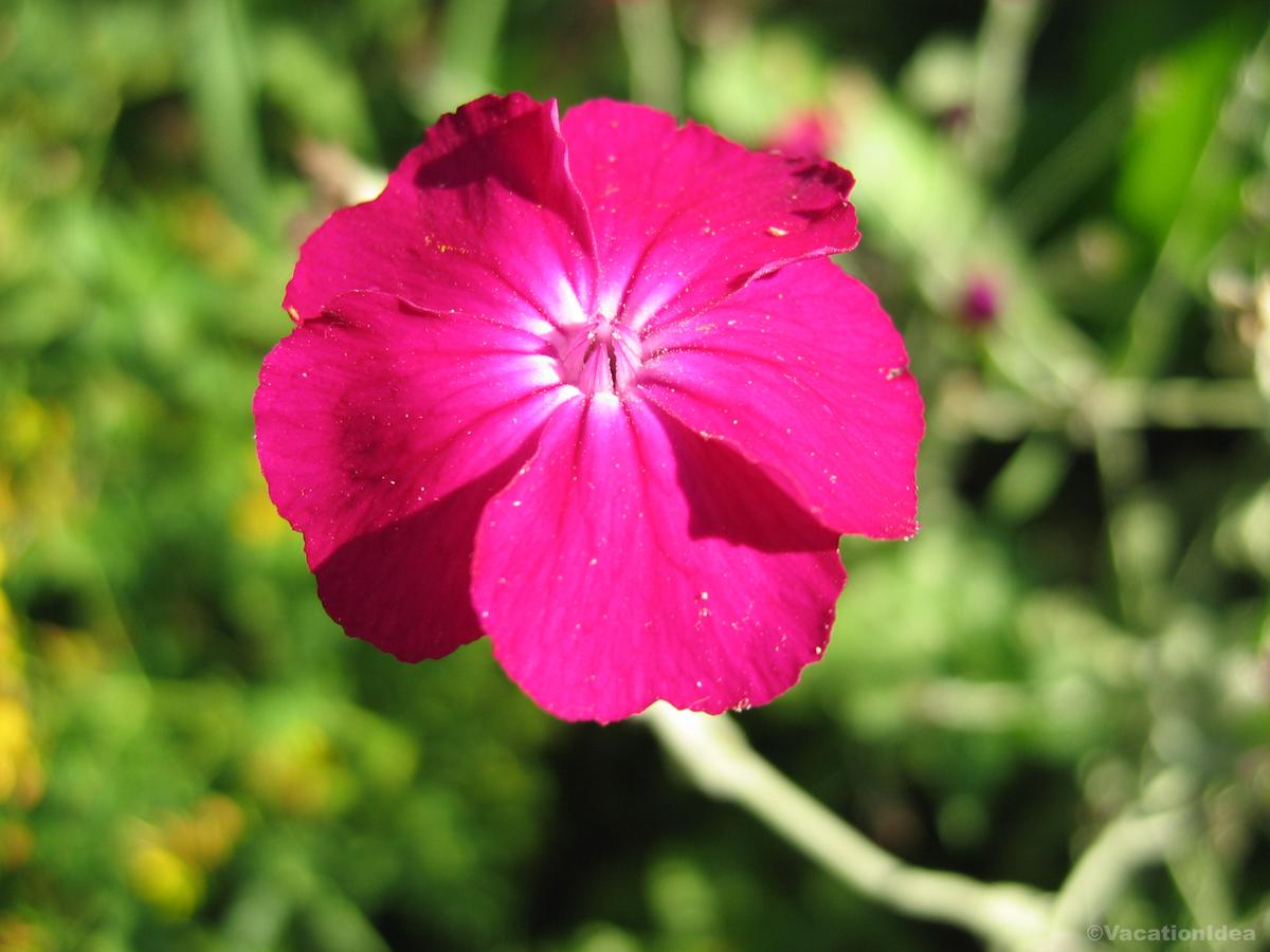 My pink flower photo in MS