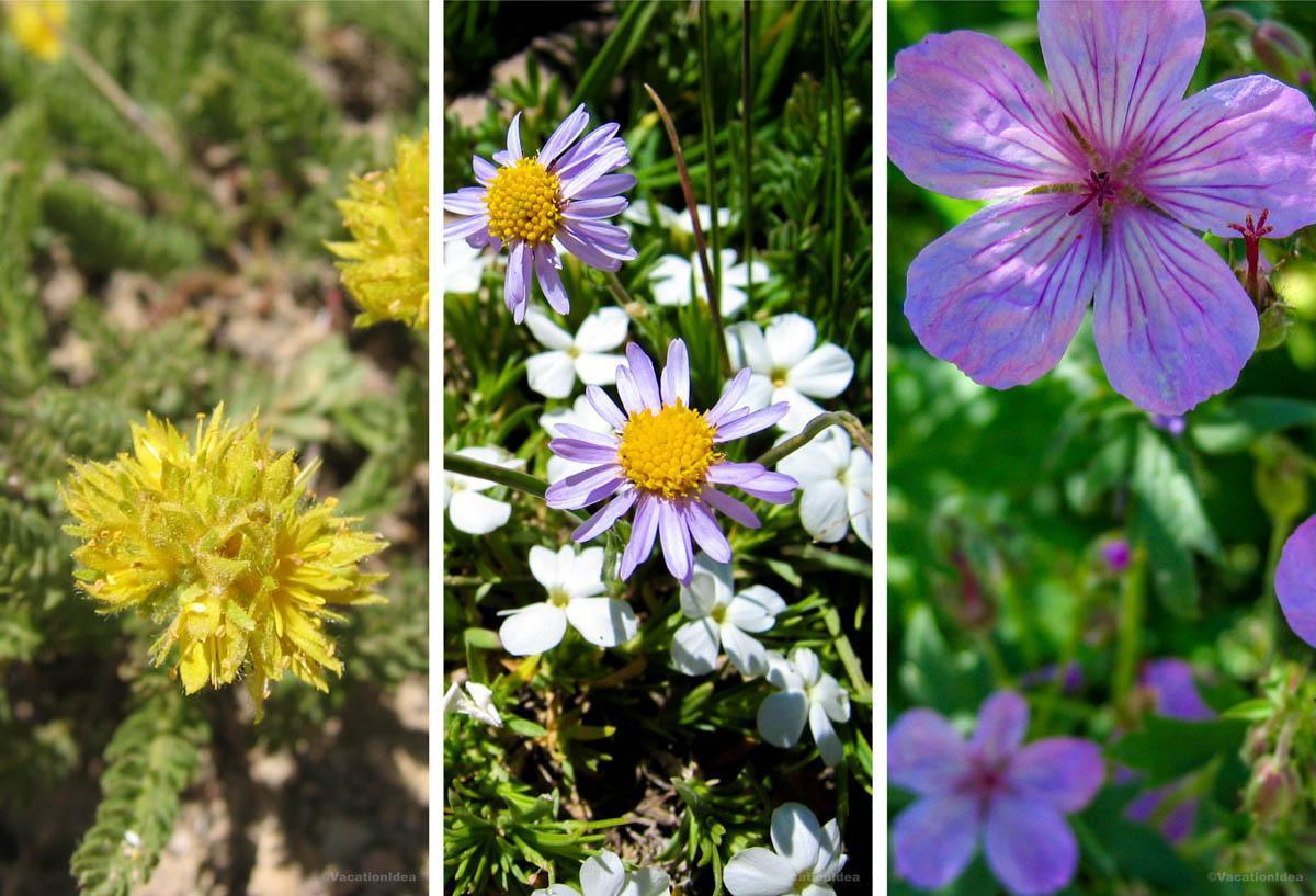 I took these photos of spring and summer flowers while hiking on the trail