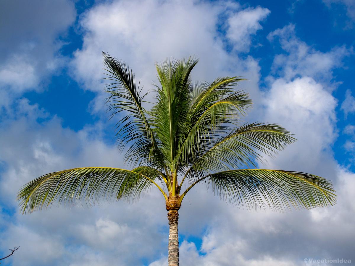 My palm tree photo on the beach