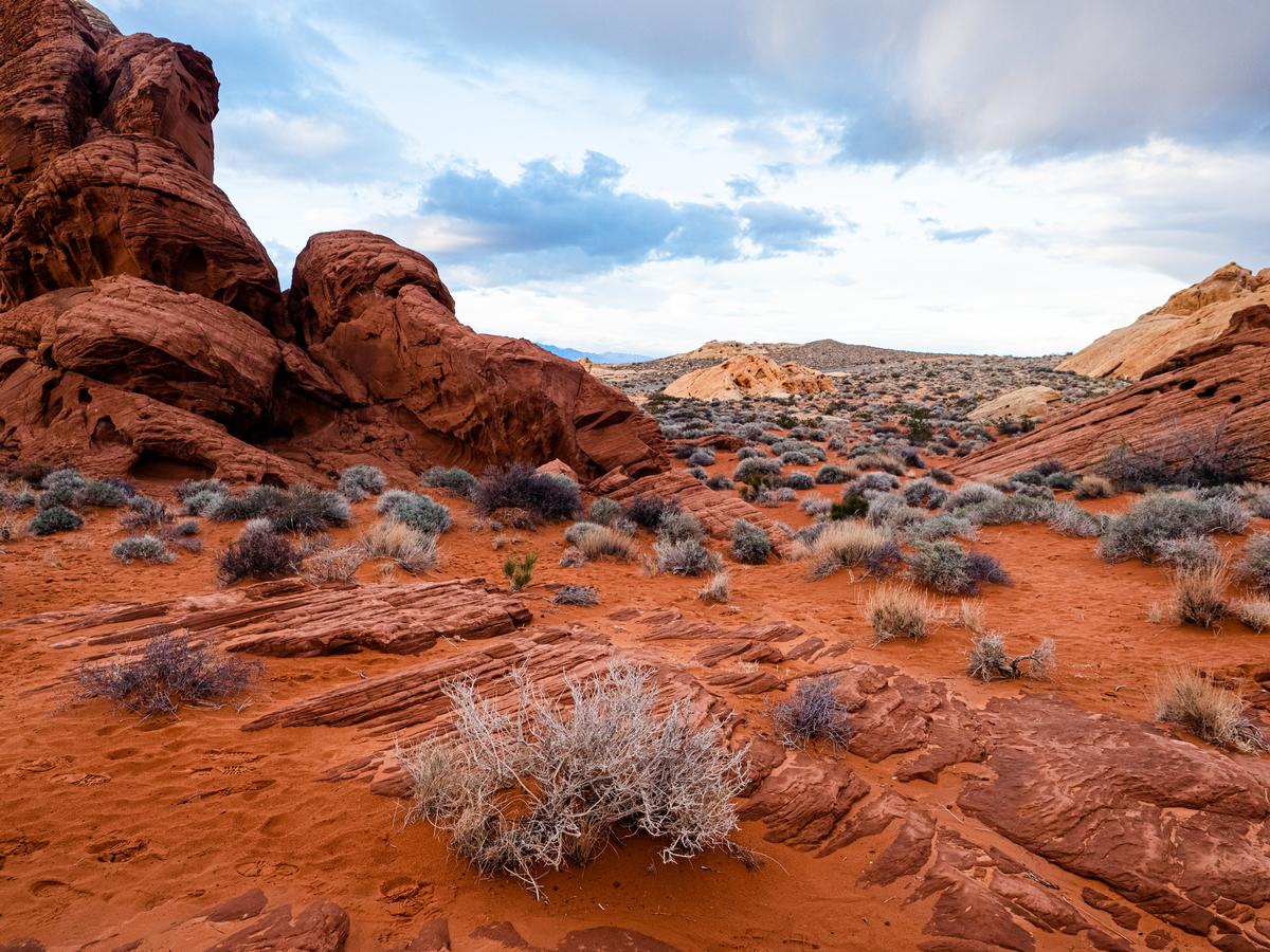 Unique desert flora in alley of Fire State Park in Nevada