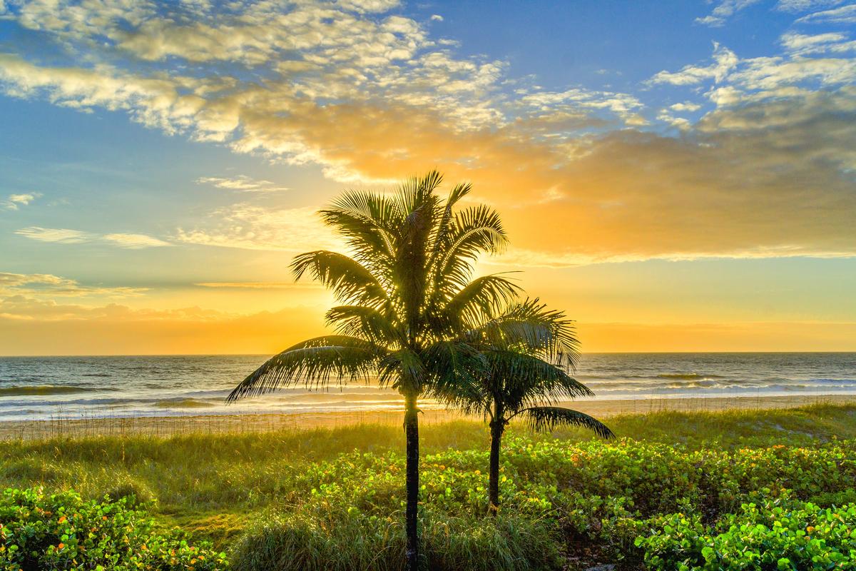 Lone Palm Tree at Sunrise on Cocoa Beach, Florida