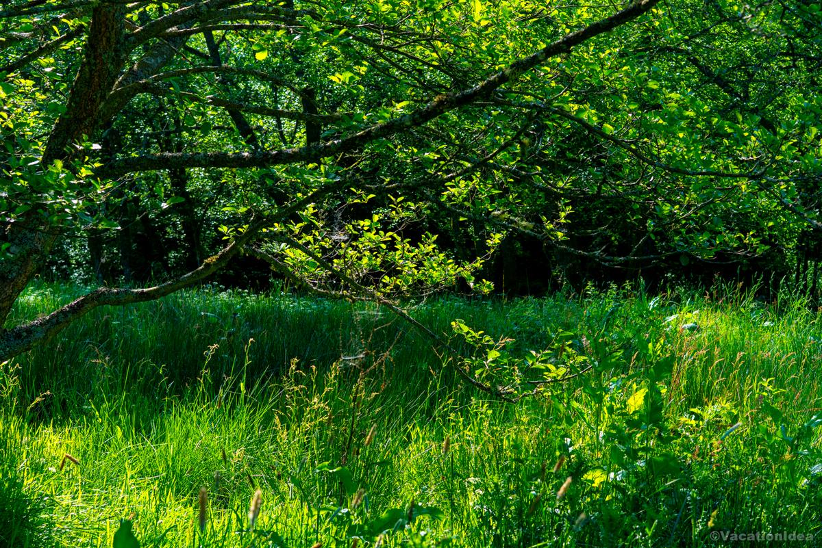 My photo of a green meadow in Missouri