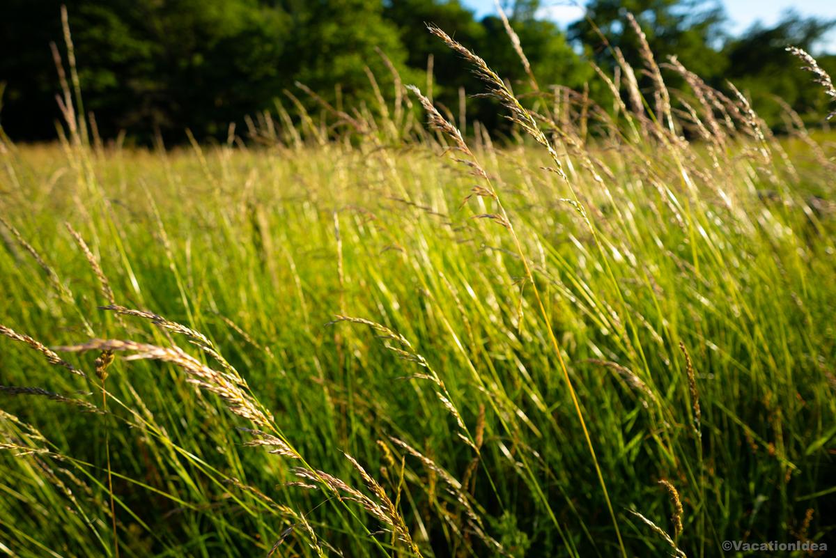 I took this photo along a hiking trail in RI