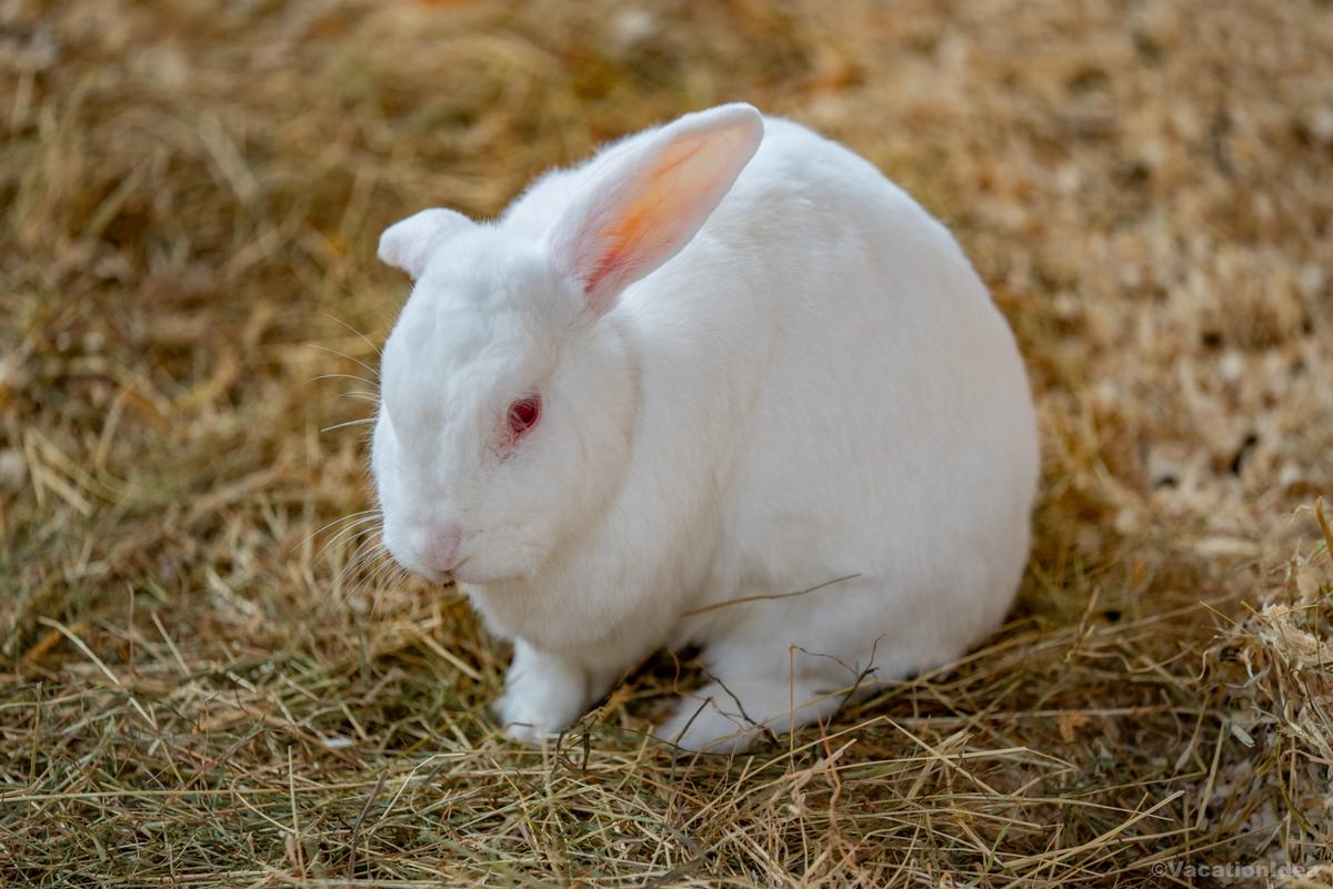 I took this photo of a white bunny at the zoo