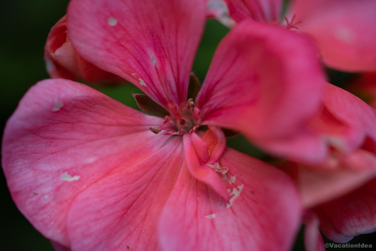 My photo of pink summer flower