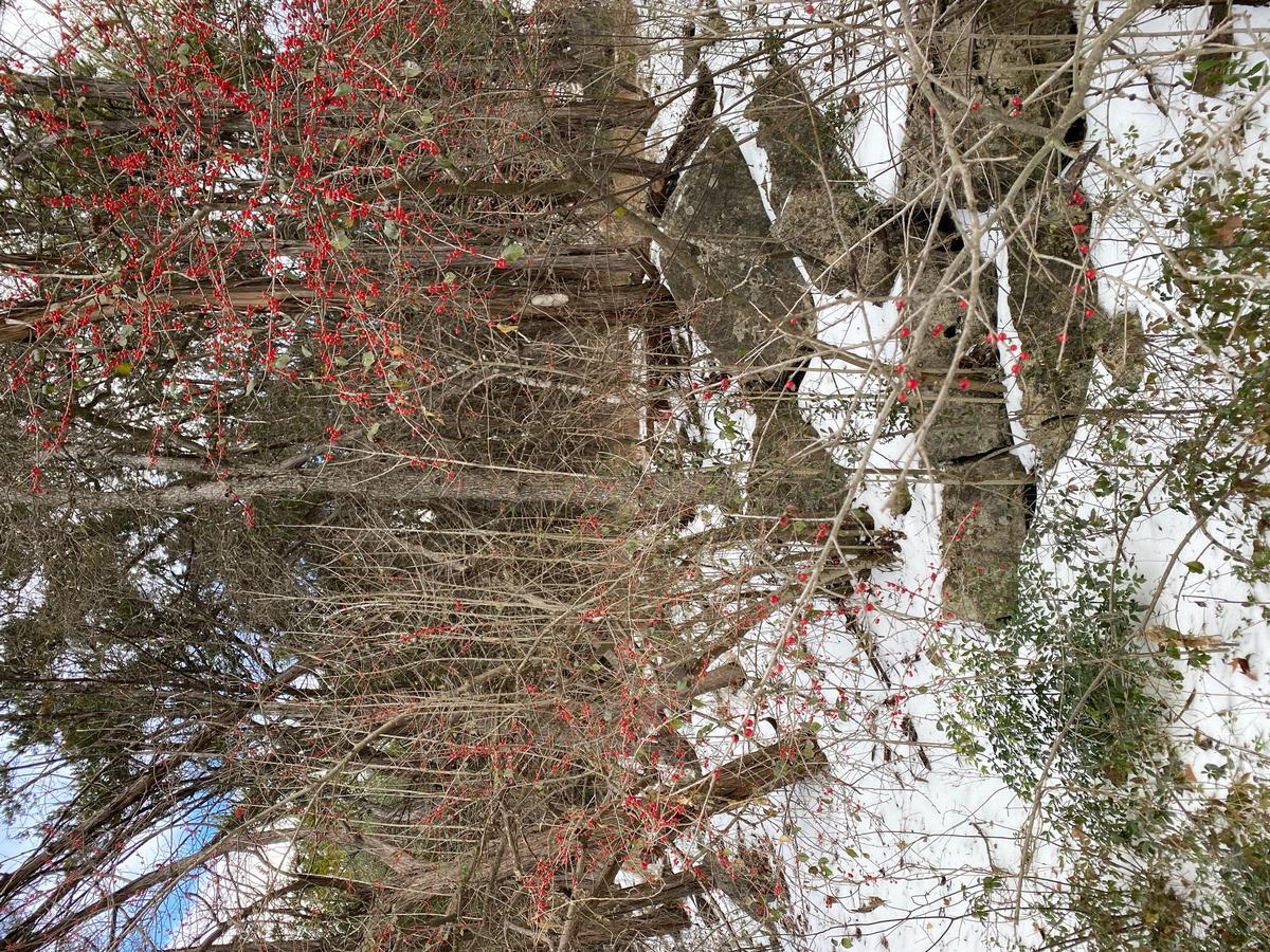 My photo of a snowy path in in Waterloo Park, Ann Arbor, Michigan