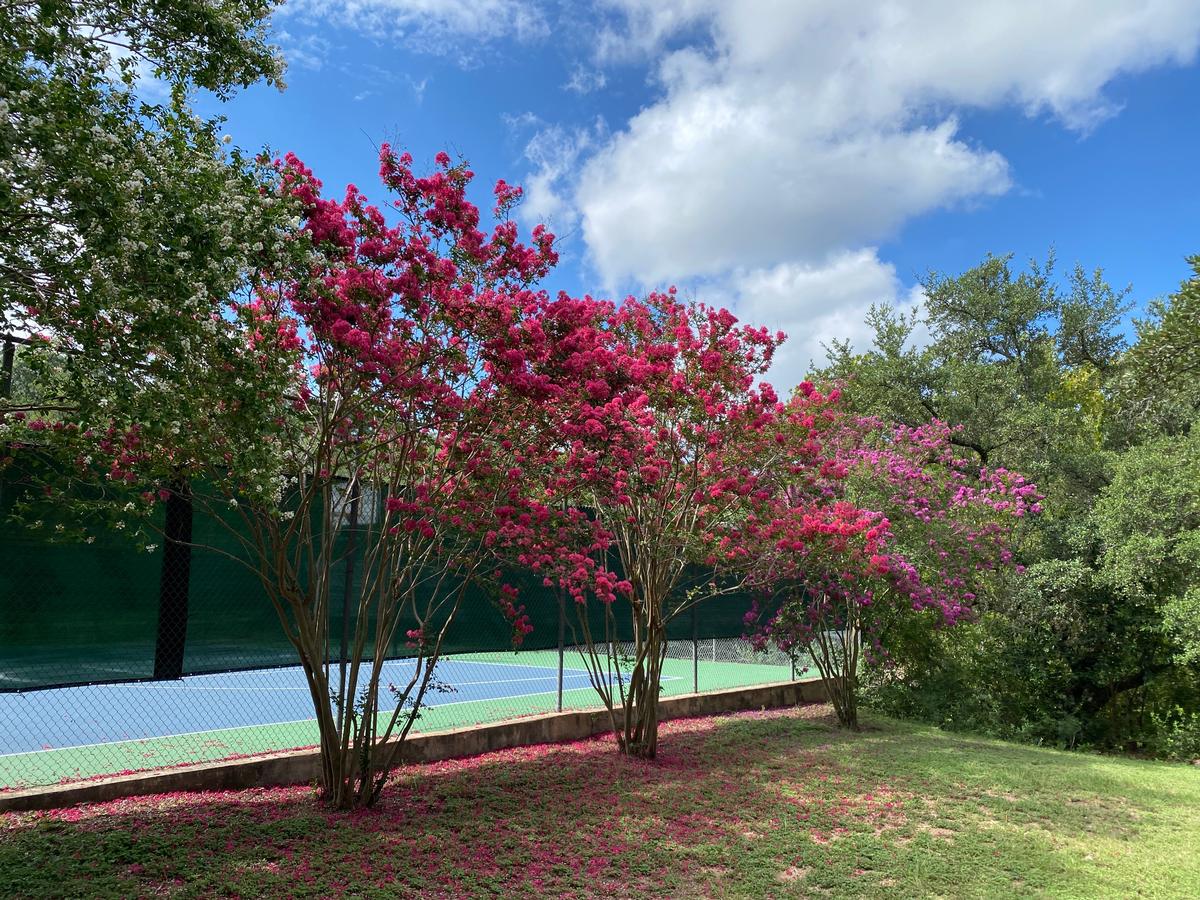 My photo of pink summer blooms in the Texas Hill Country
