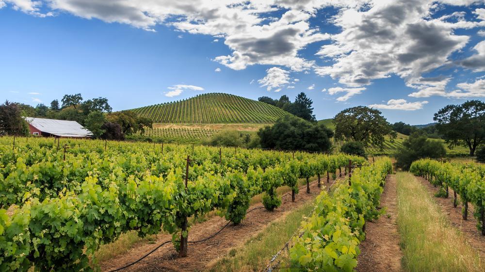 Sip local wines and explore rolling vineyards on an easy couples trip.