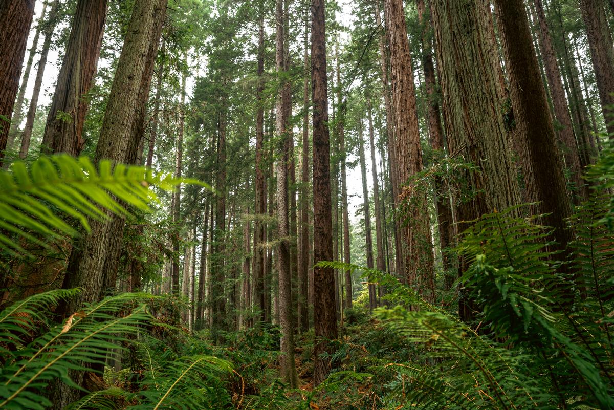Forest in Arcata