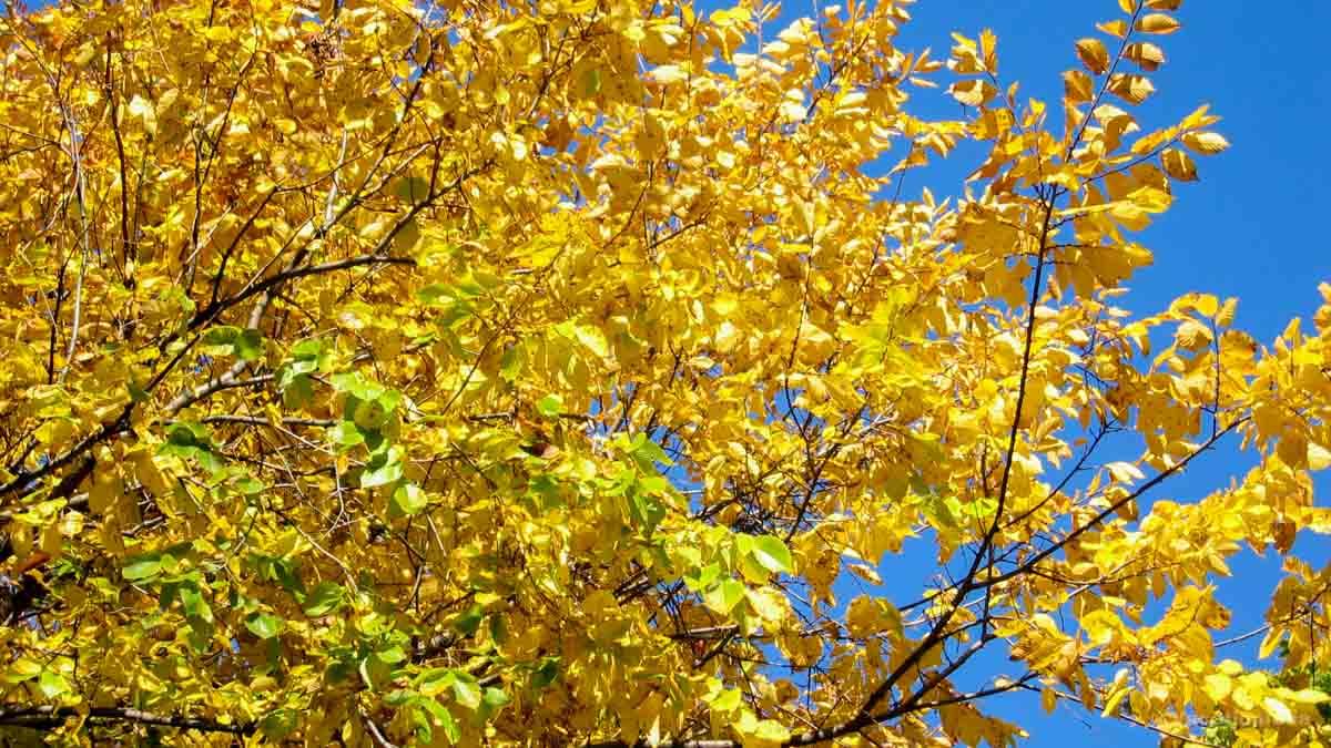 Enjoying fall foliage in Bemidji