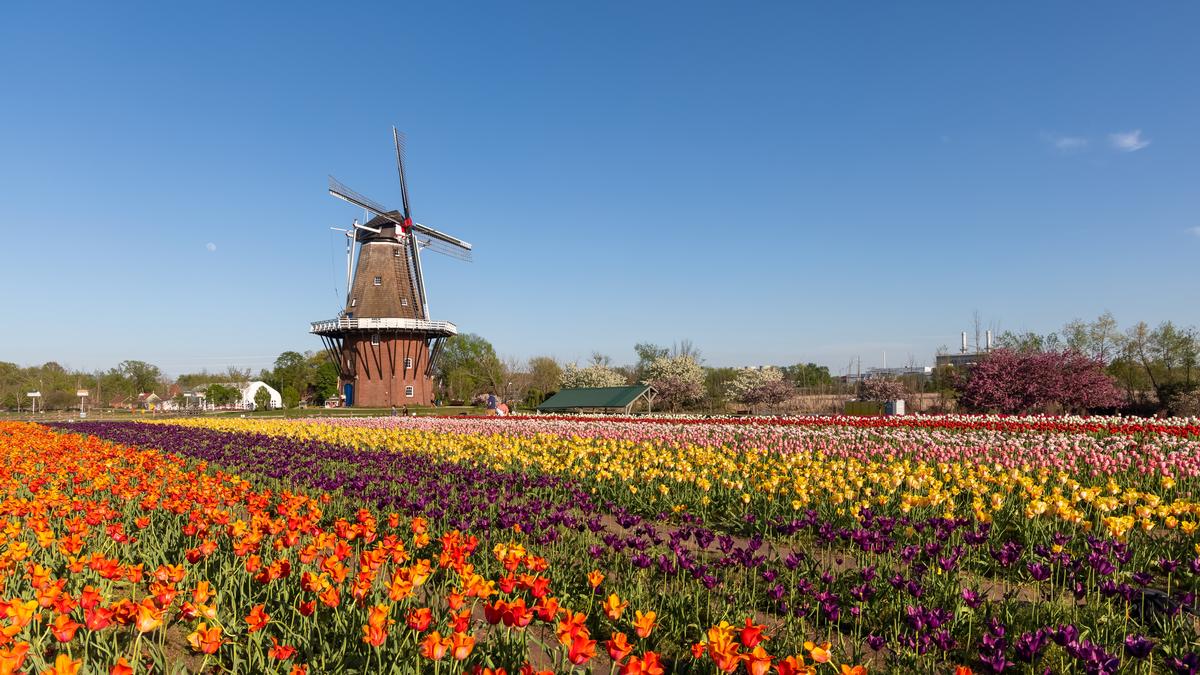 Walk through tulip-filled gardens and explore charming Dutch-inspired attractions.