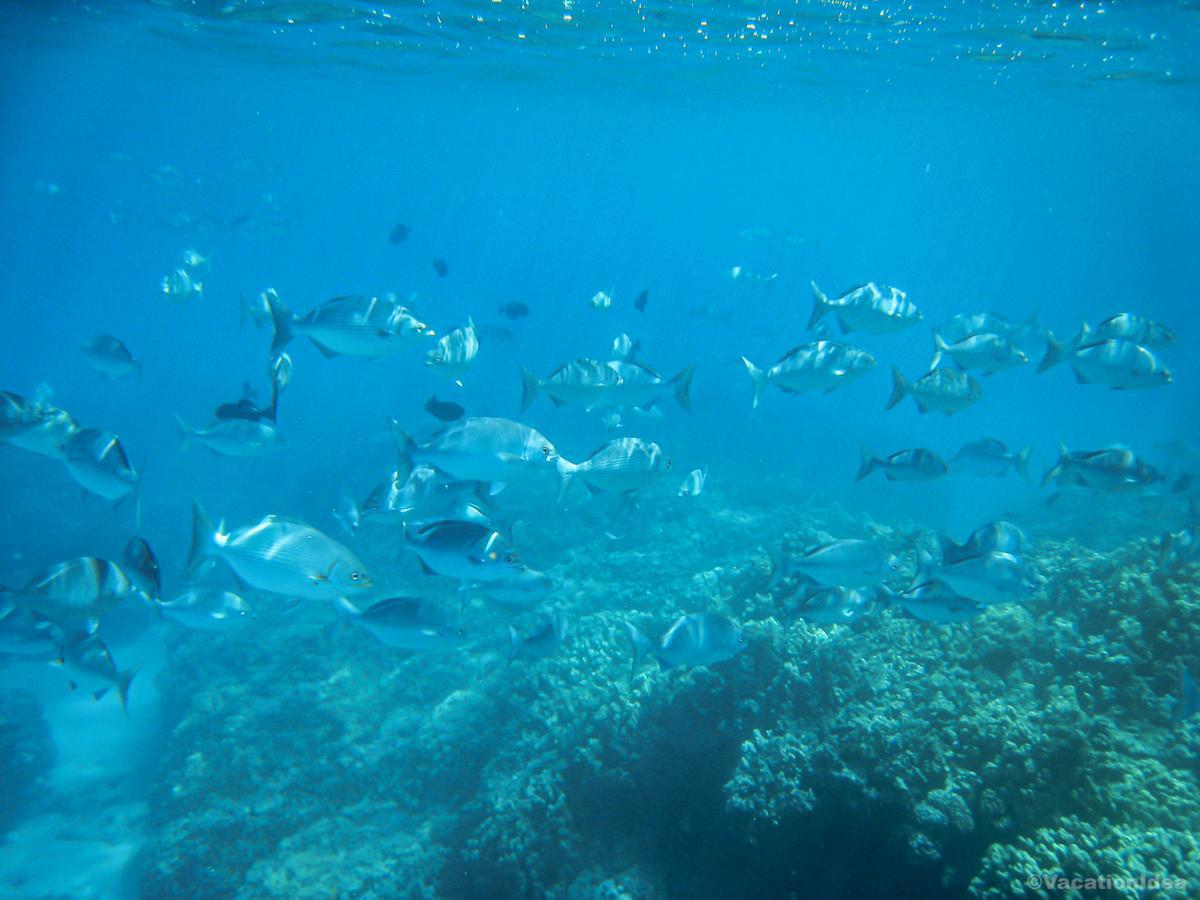 My photo of snorkeling with heaps of fish