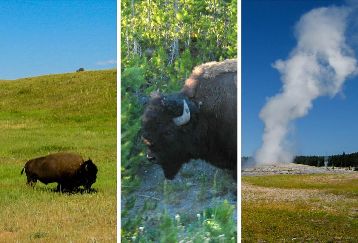 My husband took these photos of bison and Old Faithful on our summer trip 