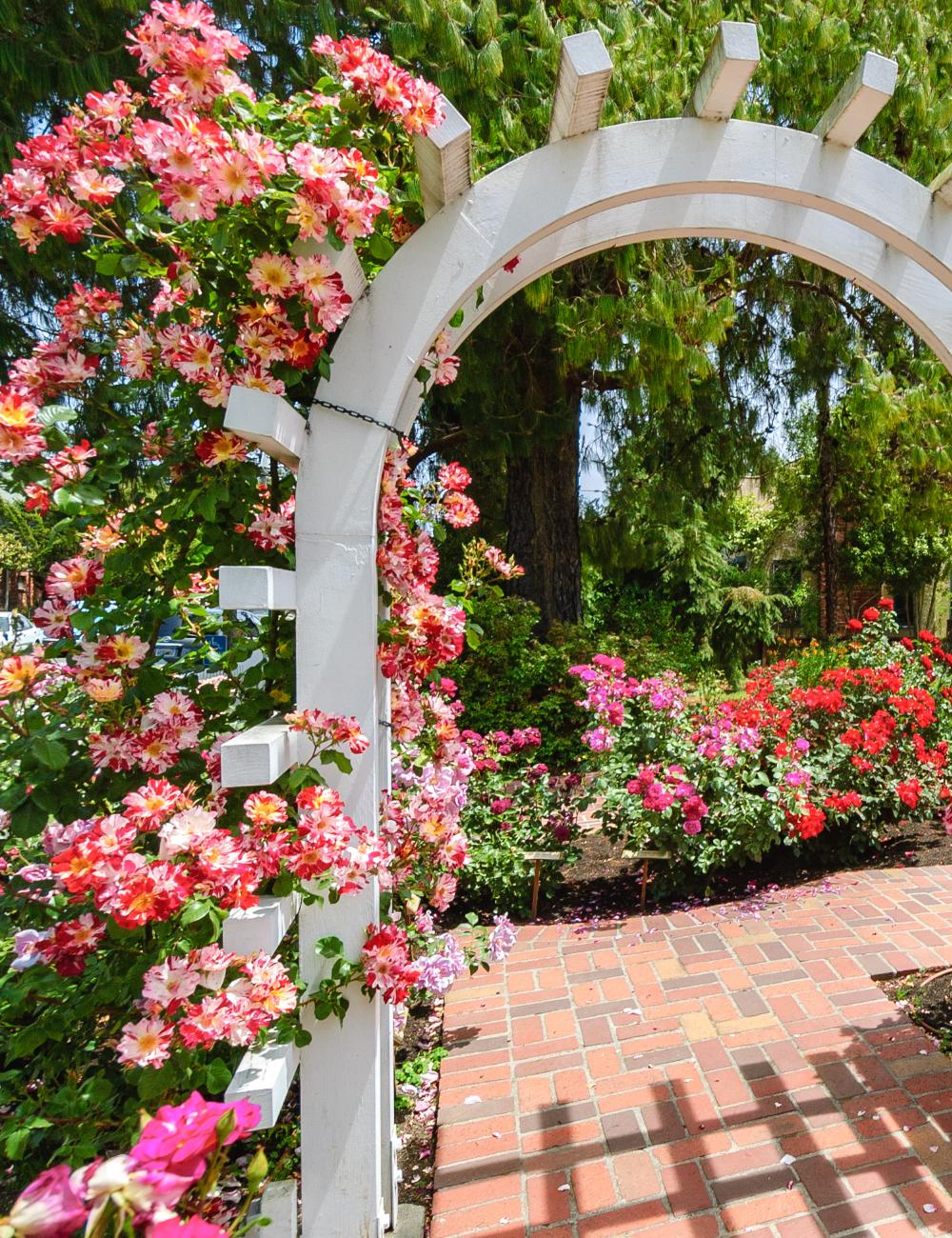 Beautiful roses in Luther Burbank Home and Gardens, Santa Rosa