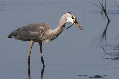 Bombay Hook National Wildlife Refuge