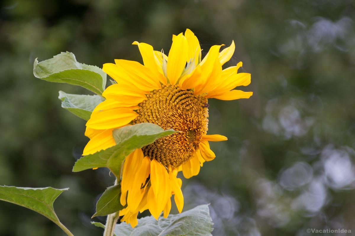 I took this photo of a sunflower in a field in Middleton, WI