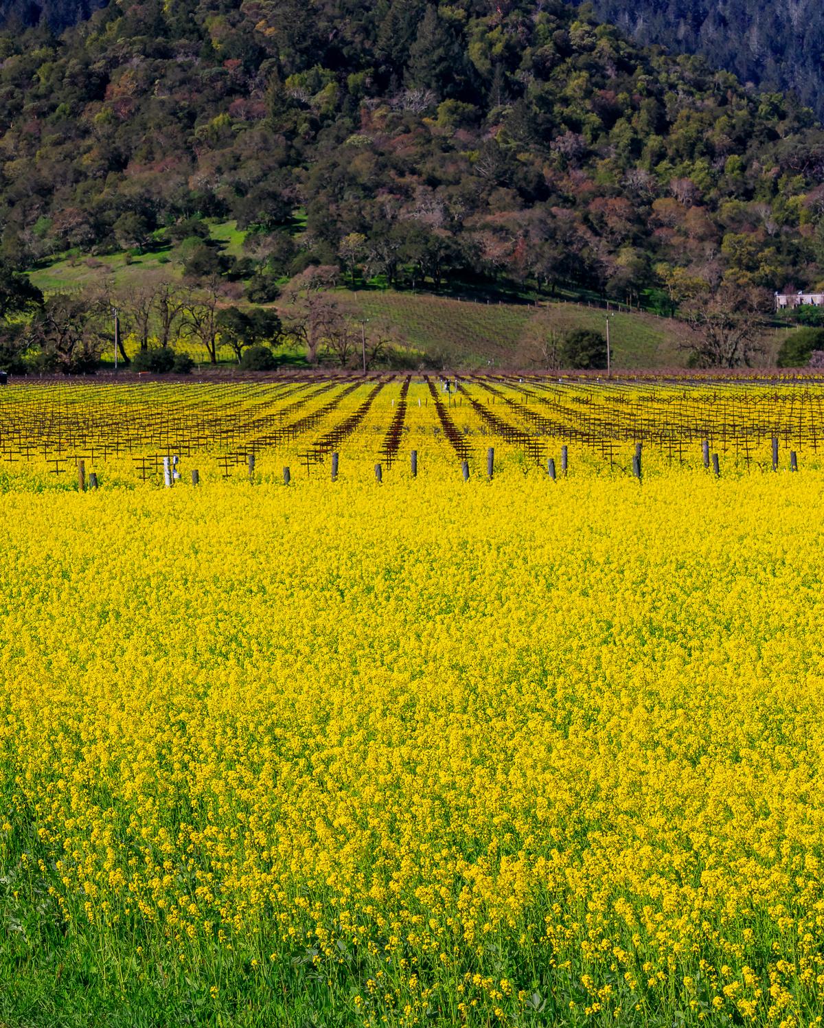 Savor fine dining and stroll vineyard lanes on a luxurious summer retreat.