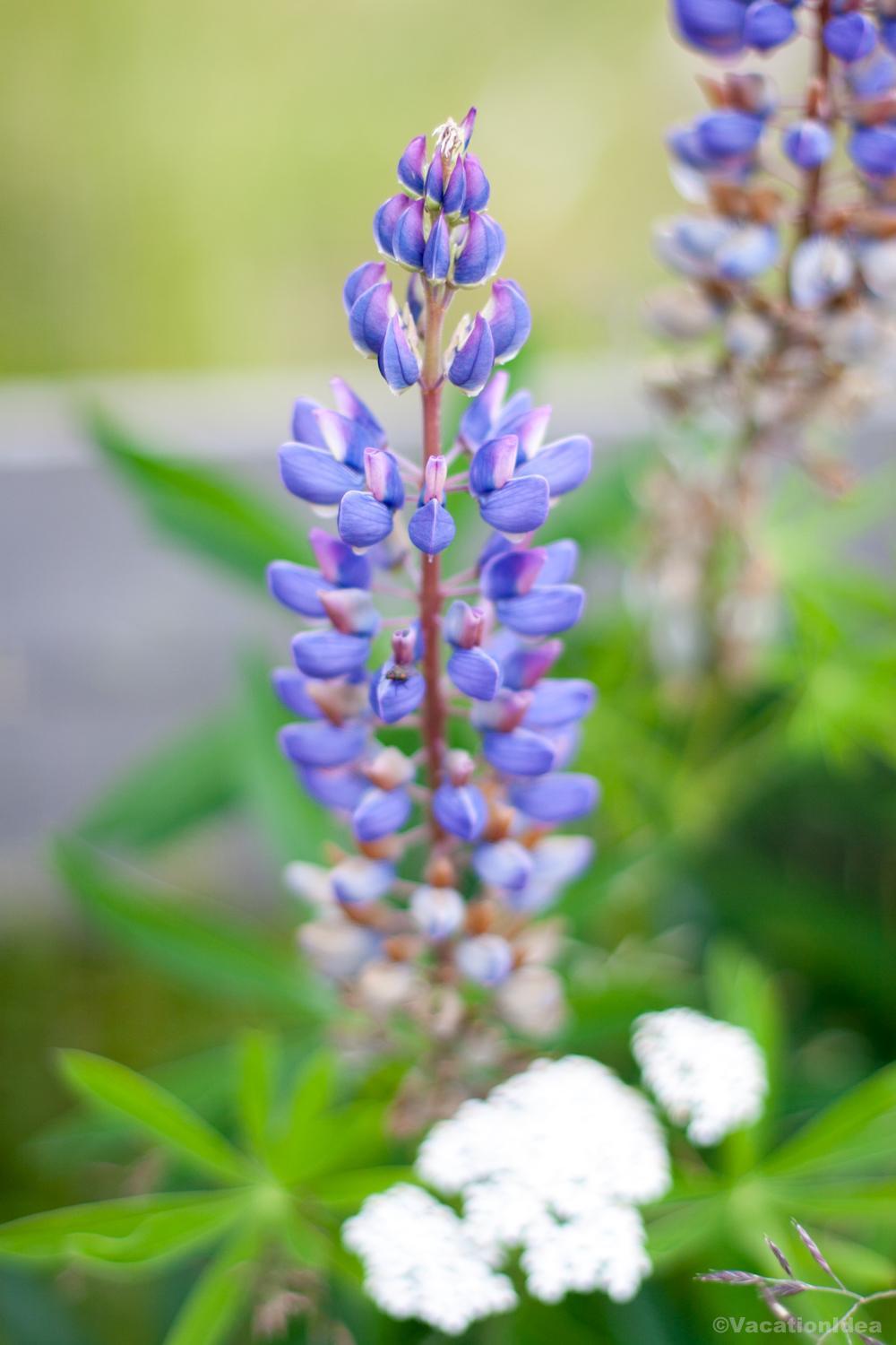 I took this photo of Texas flowers in the summer
