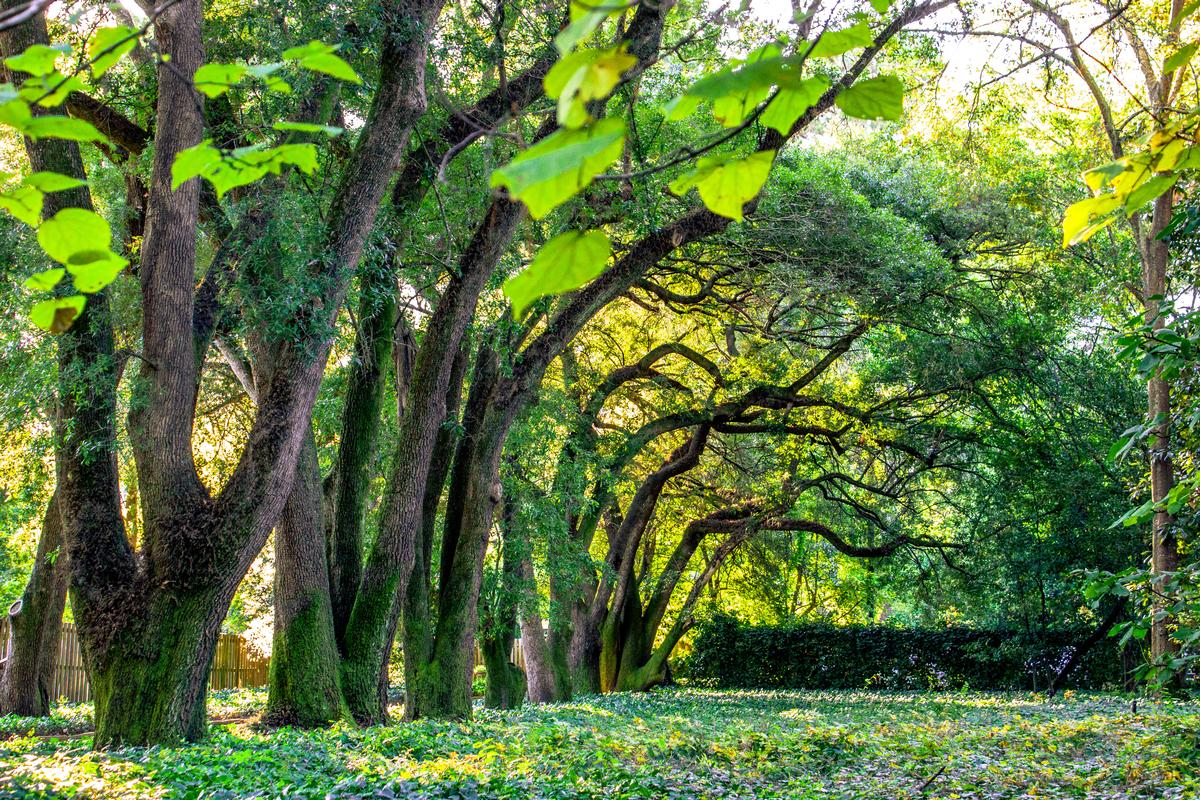 Aiken’s Porch Breezes & Bloom-Lined Streets