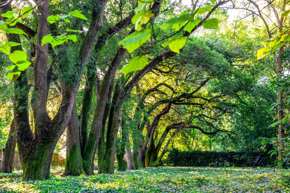 Aiken’s Porch Breezes & Bloom-Lined Streets