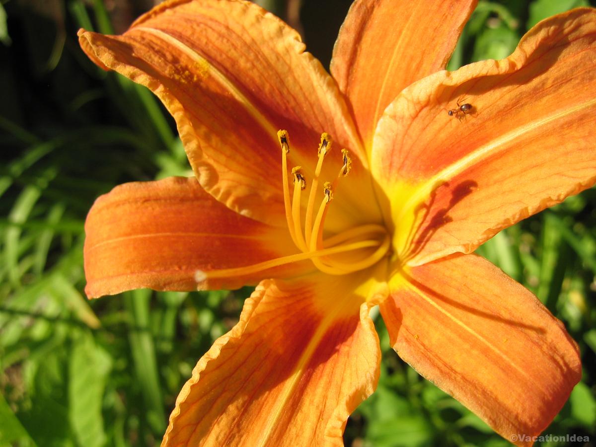 I took this photo at the Delaware Botanic Gardens