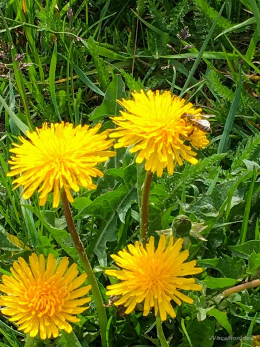 My photo of late spring yellow flowers