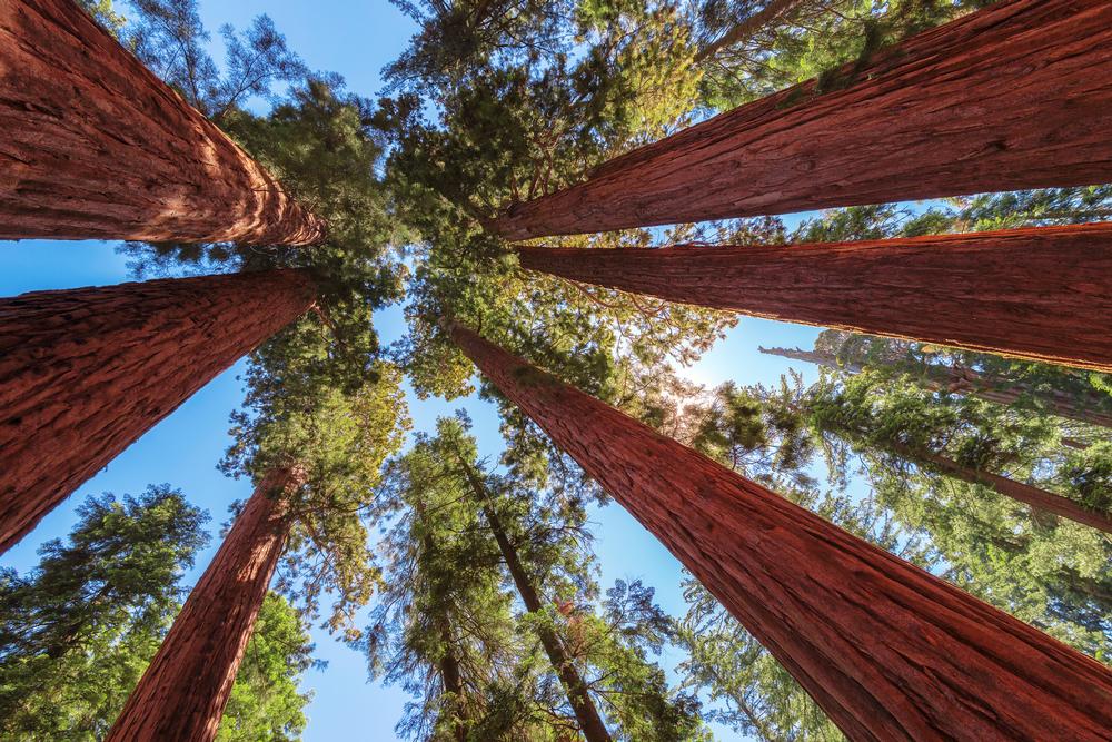 Hike under ancient trees and see waterfalls on an exciting outdoor adventure.