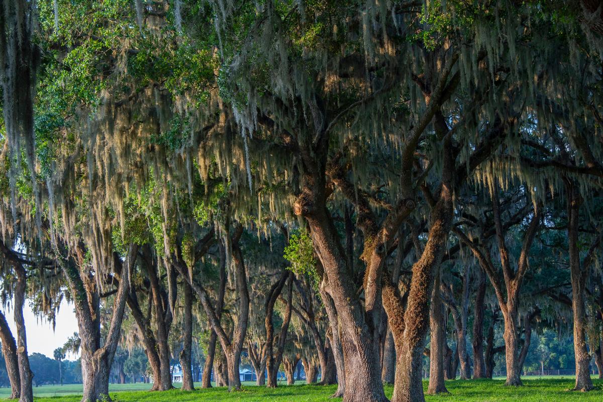 Beautiful trees in Florida