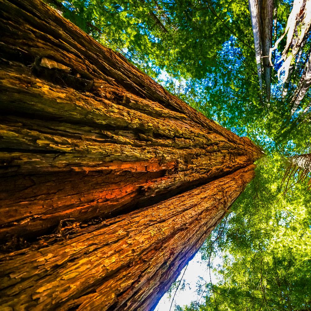 Close up of a unique redwood Redwood tree trunk