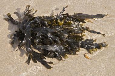 Delaware Seashore State Park