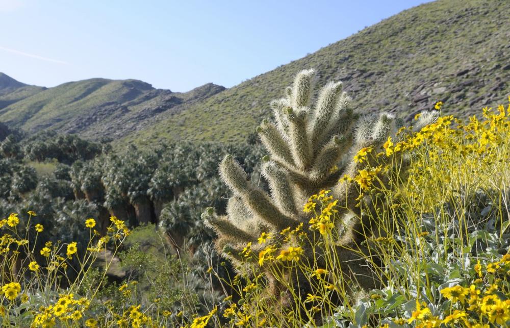 Indian Canyons - 15 minutes from Palm Springs