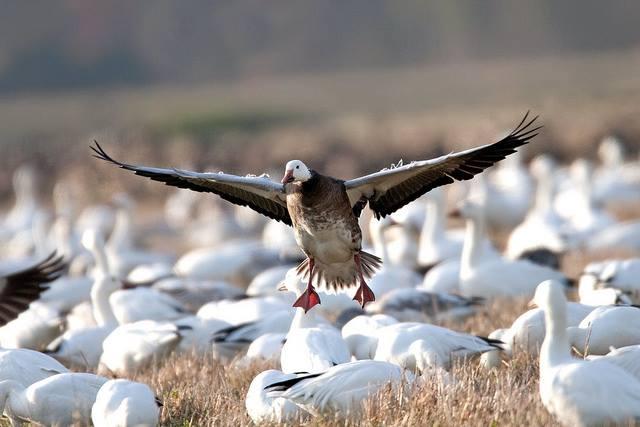 See endangered animals at Chincoteague National Wildlife Refuge