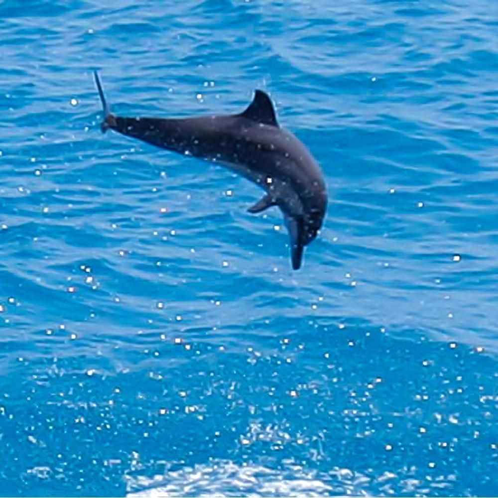 I took this photo of a dolphin just off the coast. We were on our way to Dolphin Quest on the Big Island.
