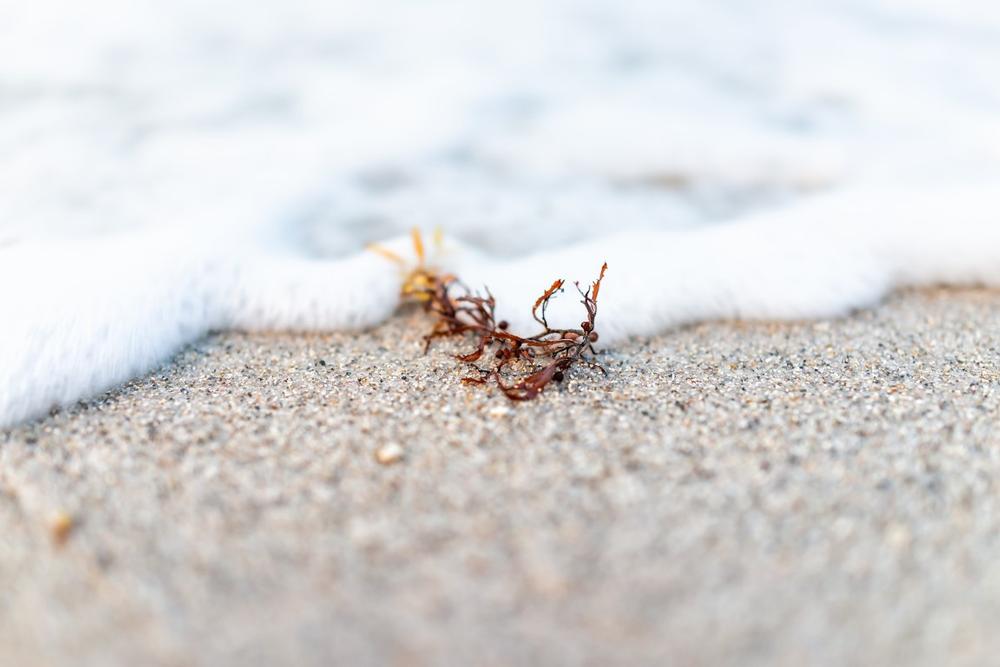 Swim with lifeguards nearby and enjoy a quiet, affordable beach afternoon.