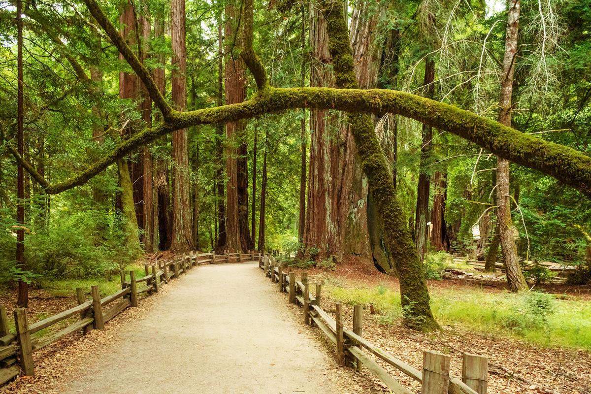 Path through trees at Big Basin Redwoods State Park