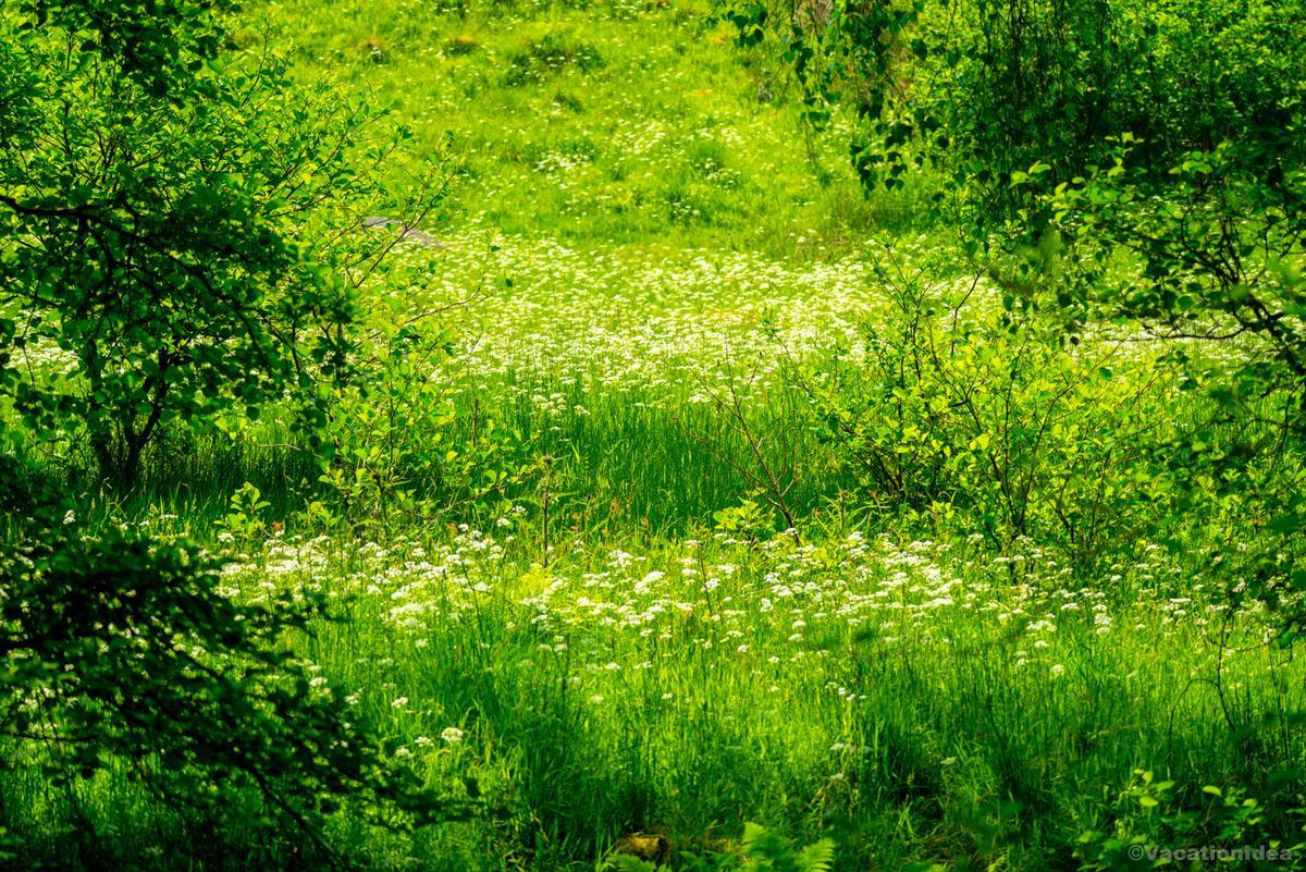 My photo of a spring meadow in Virginia