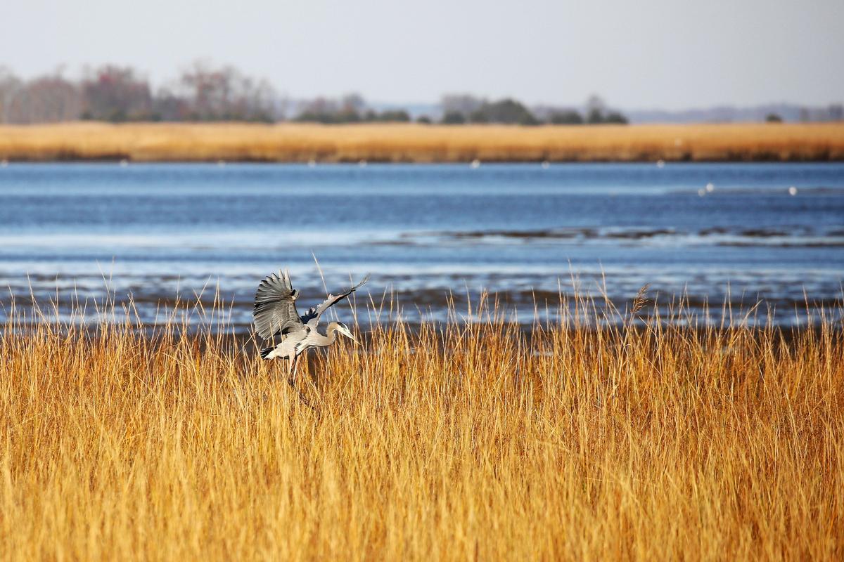 See migrating birds and explore wetlands on an unusual nature trip.