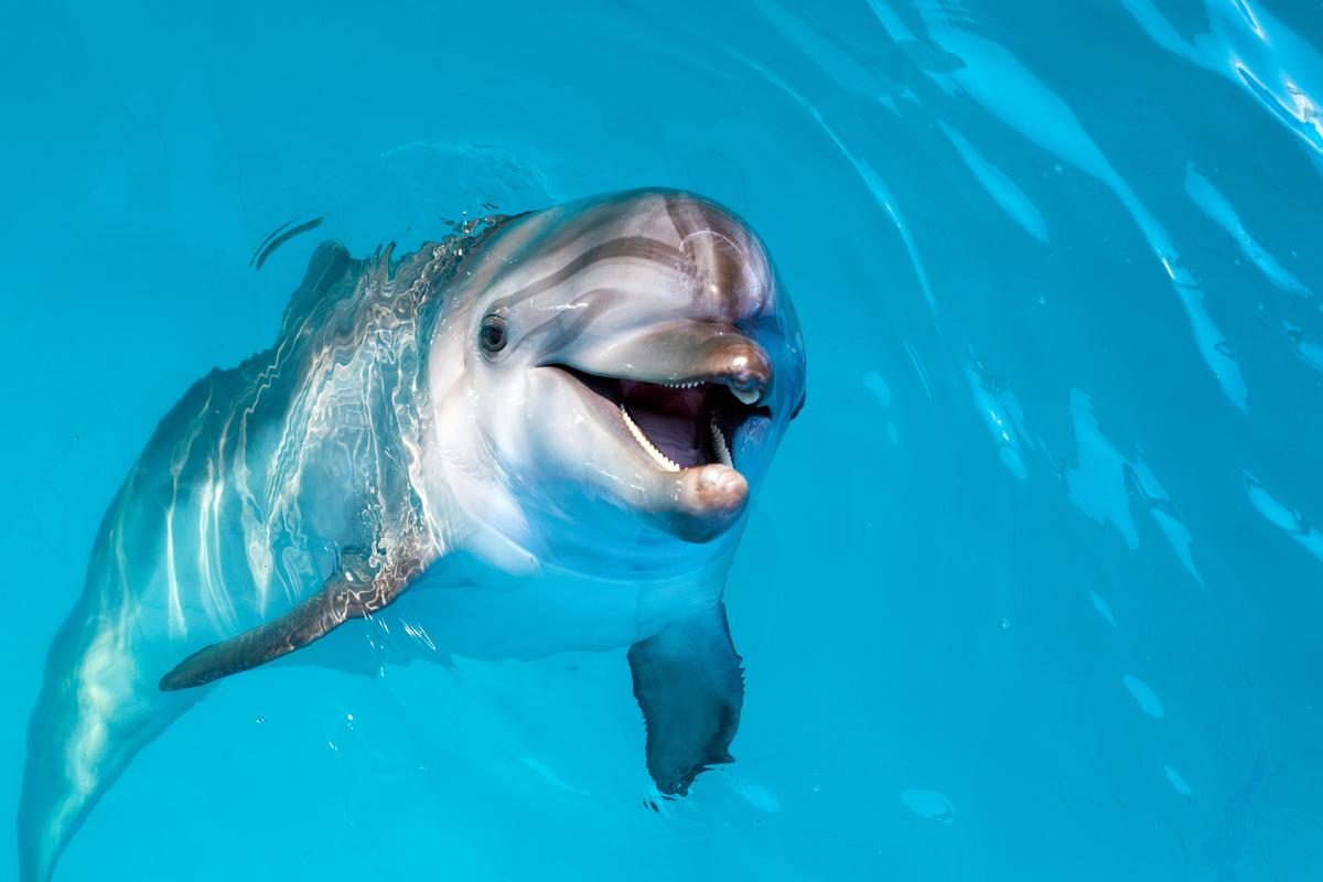 Dolphin Quest: Tides, Smiles & Gentle Wonder