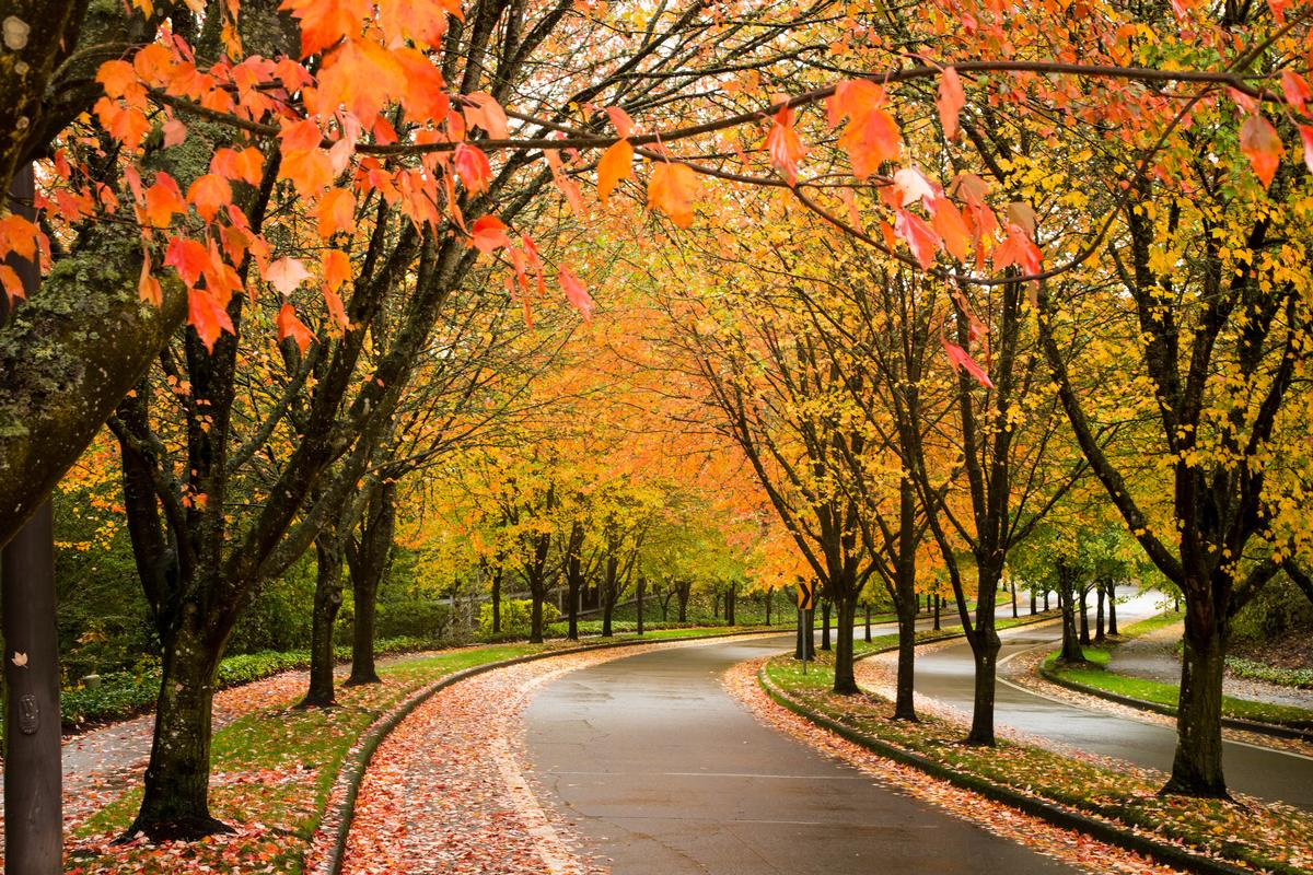 Fall foliage in Beaverton