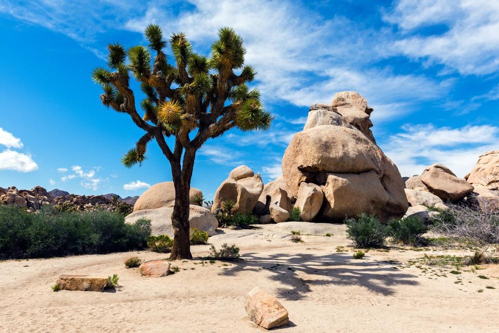 Joshua Tree National Park - 50-minute drive