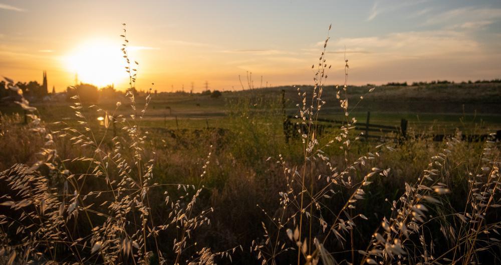 Golden Fields & Fresh-Baked Mornings in Oakdale, CA