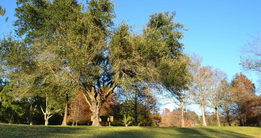 Ocala, Florida: Moss, Horses & Unexpected Peace