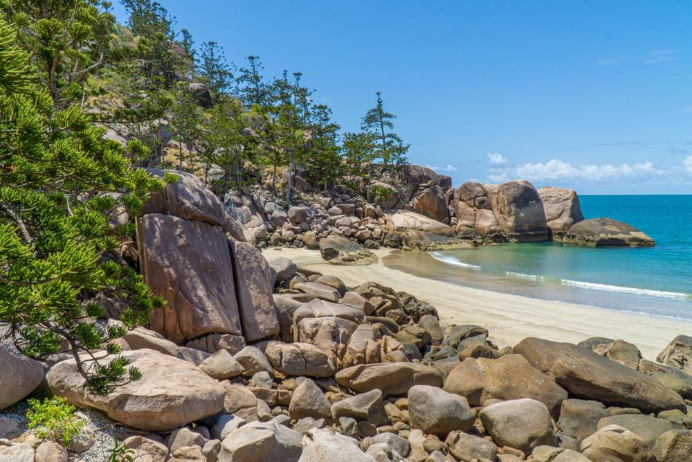 Meet the Wallabies on Magnetic Island