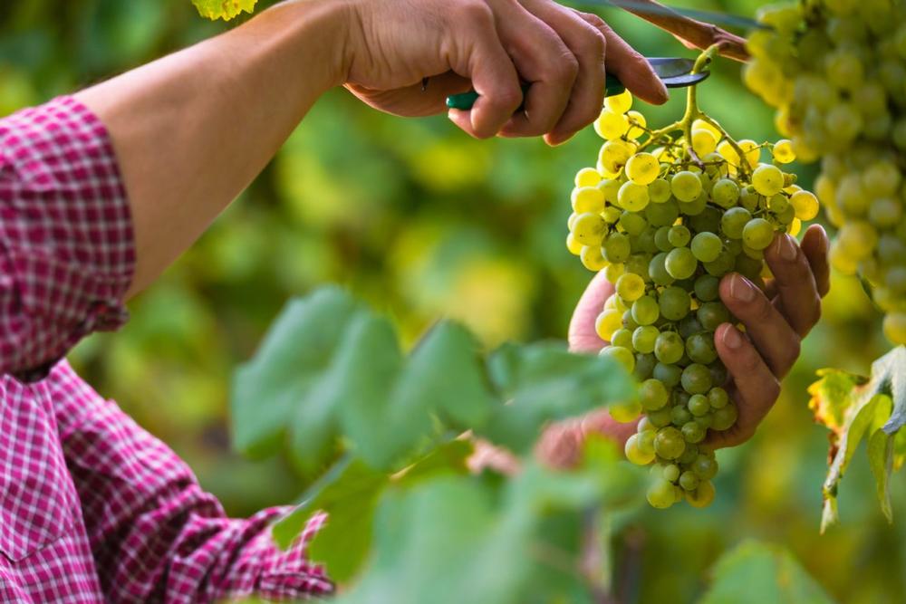 Sip local wines and admire vineyard views on a romantic couples escape.