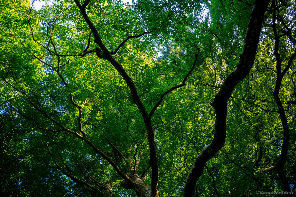 I took this photo of green views in the summer