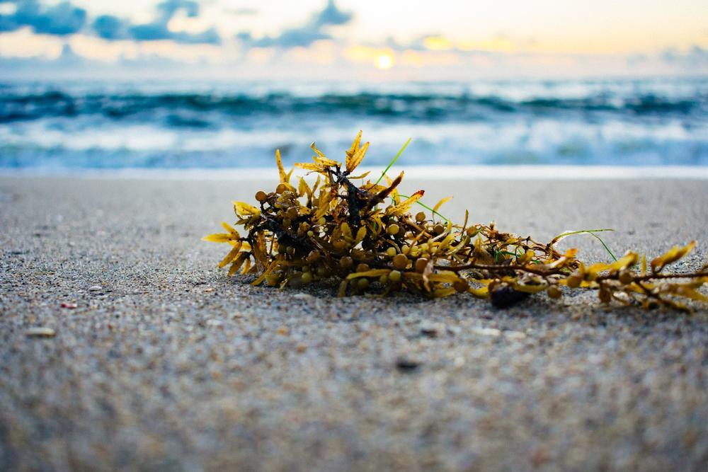 Sachuest Beach, RI