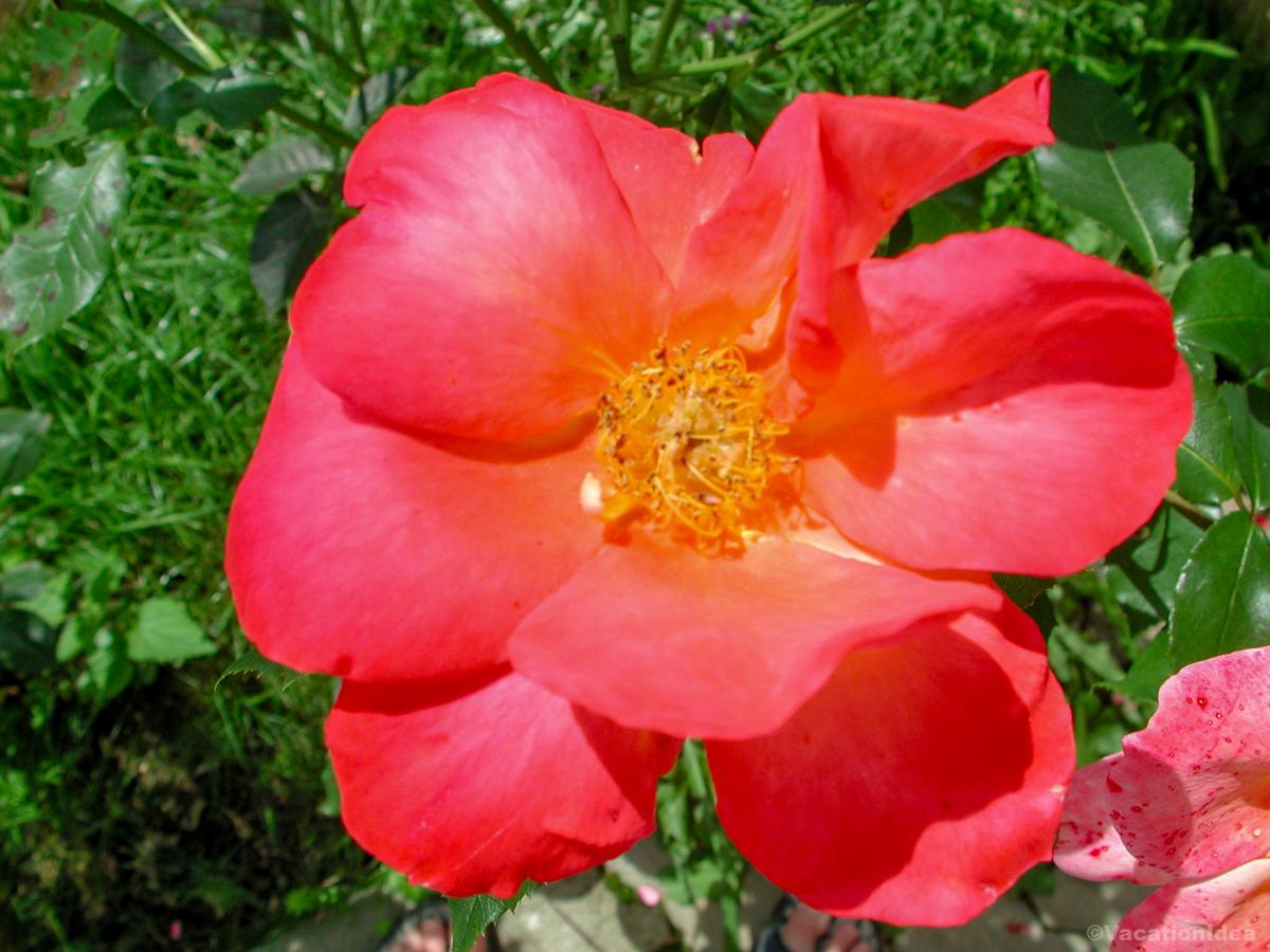 My photo of flowers in the lodge garden
